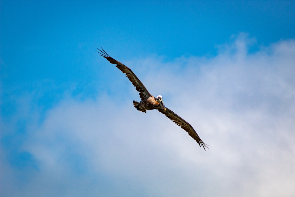 a large bird flying through a cloudy blue sky