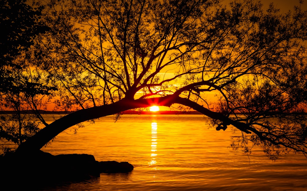 silhouette of tree over calm body of water