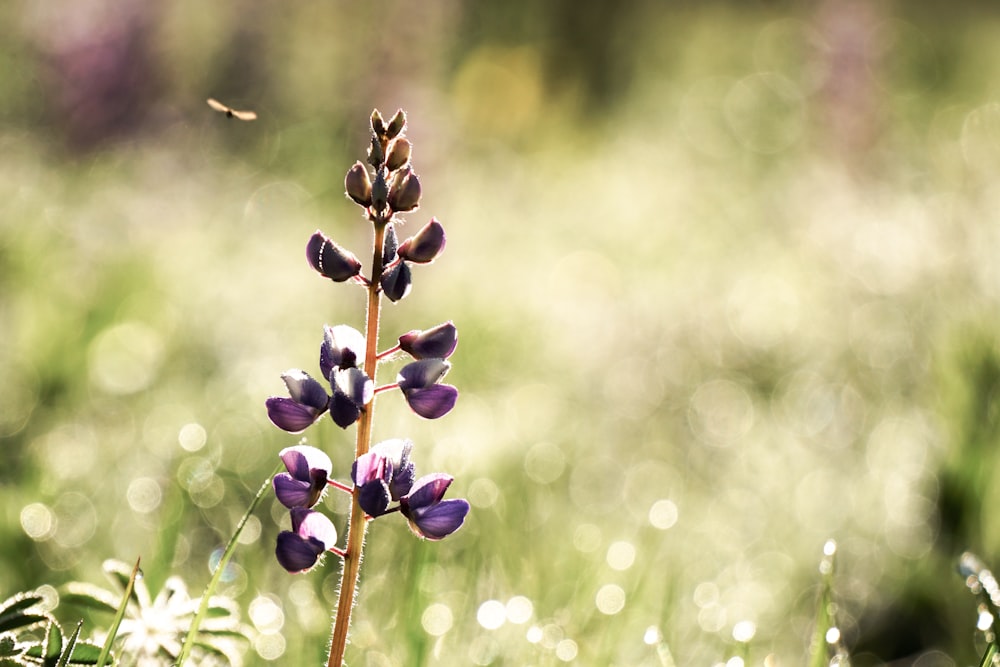 selective focus photo of purple-petaled fllower