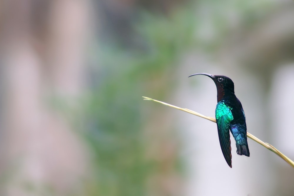 blue and black hummingbird