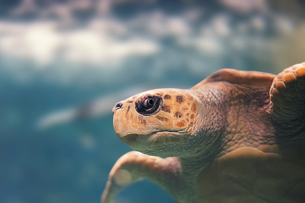 turtle underwater