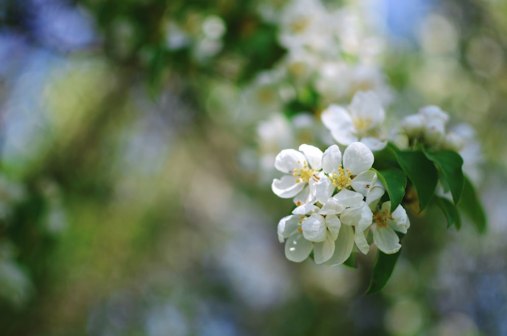 selective focus photo of white flower