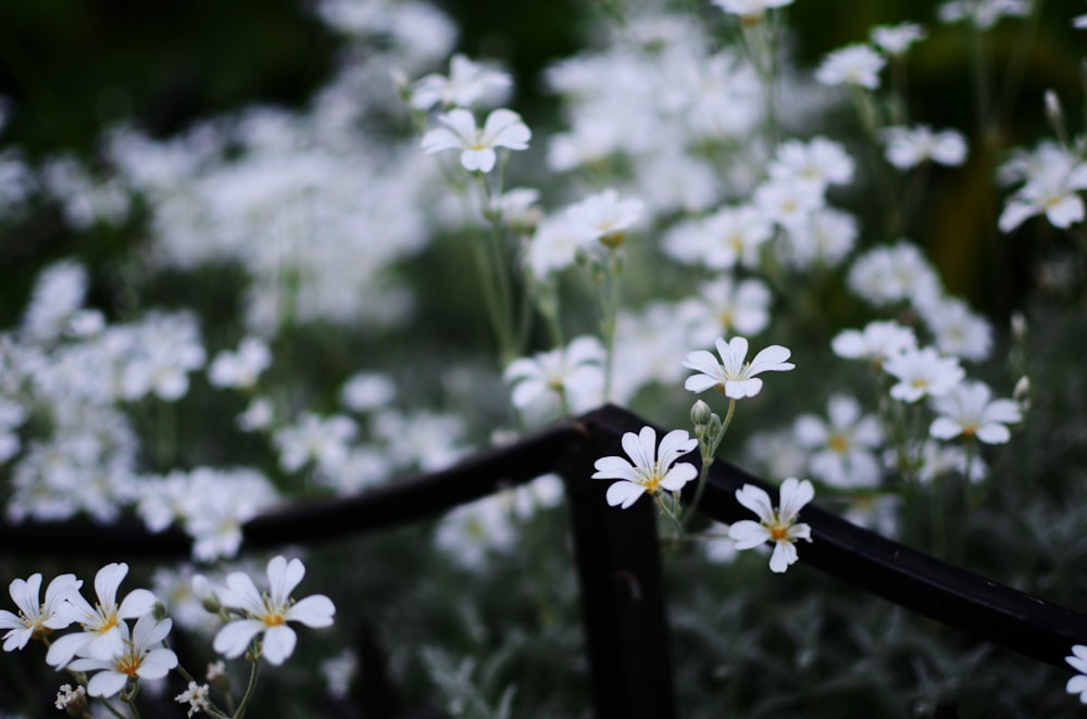 white petaled flower