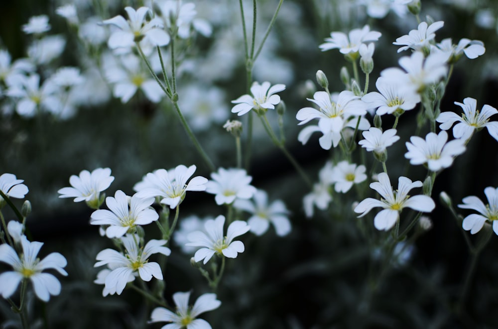 selective focus photography of white flowers