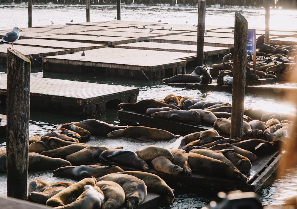 seals on brown dock