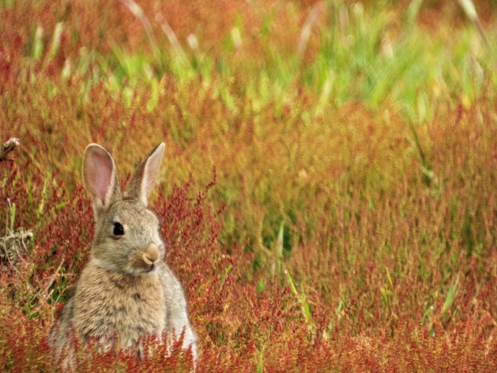 gray rabbit sitting on grass