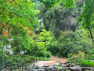 A lush, verdant garden landscape featuring an abundance of green foliage and various shades of plants. There is a paved pathway surrounded by dense trees and shrubs, creating a serene and tranquil atmosphere. A small stream or water feature is bordered by rocks, adding to the natural beauty of the scene.