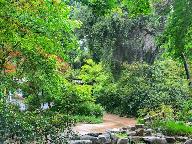 A lush, verdant garden landscape featuring an abundance of green foliage and various shades of plants. There is a paved pathway surrounded by dense trees and shrubs, creating a serene and tranquil atmosphere. A small stream or water feature is bordered by rocks, adding to the natural beauty of the scene.