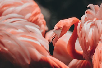 pink flamingos