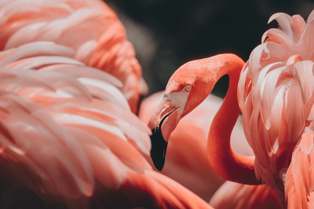flamingos cor-de-rosa