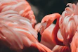 pink flamingos