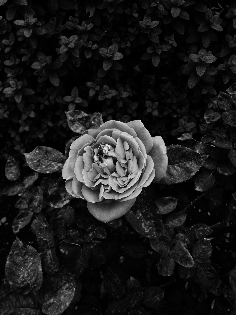 Foto en escala de grises de una flor con pétalos