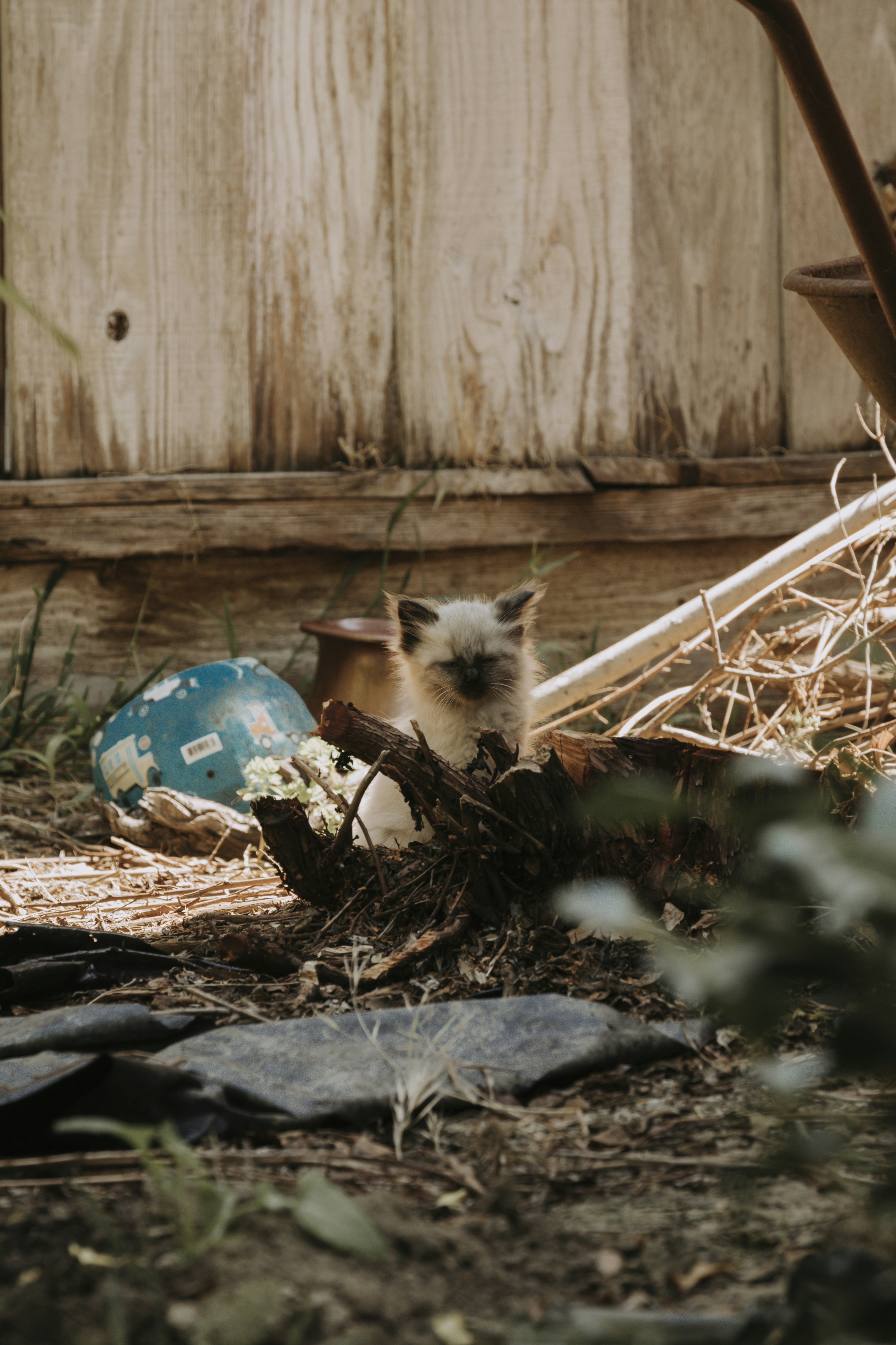 Chaton brun à fourrure courte assis à côté d’un mur brun