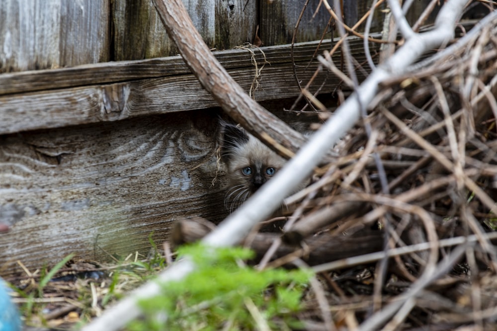 white Himalayan kitten near branches