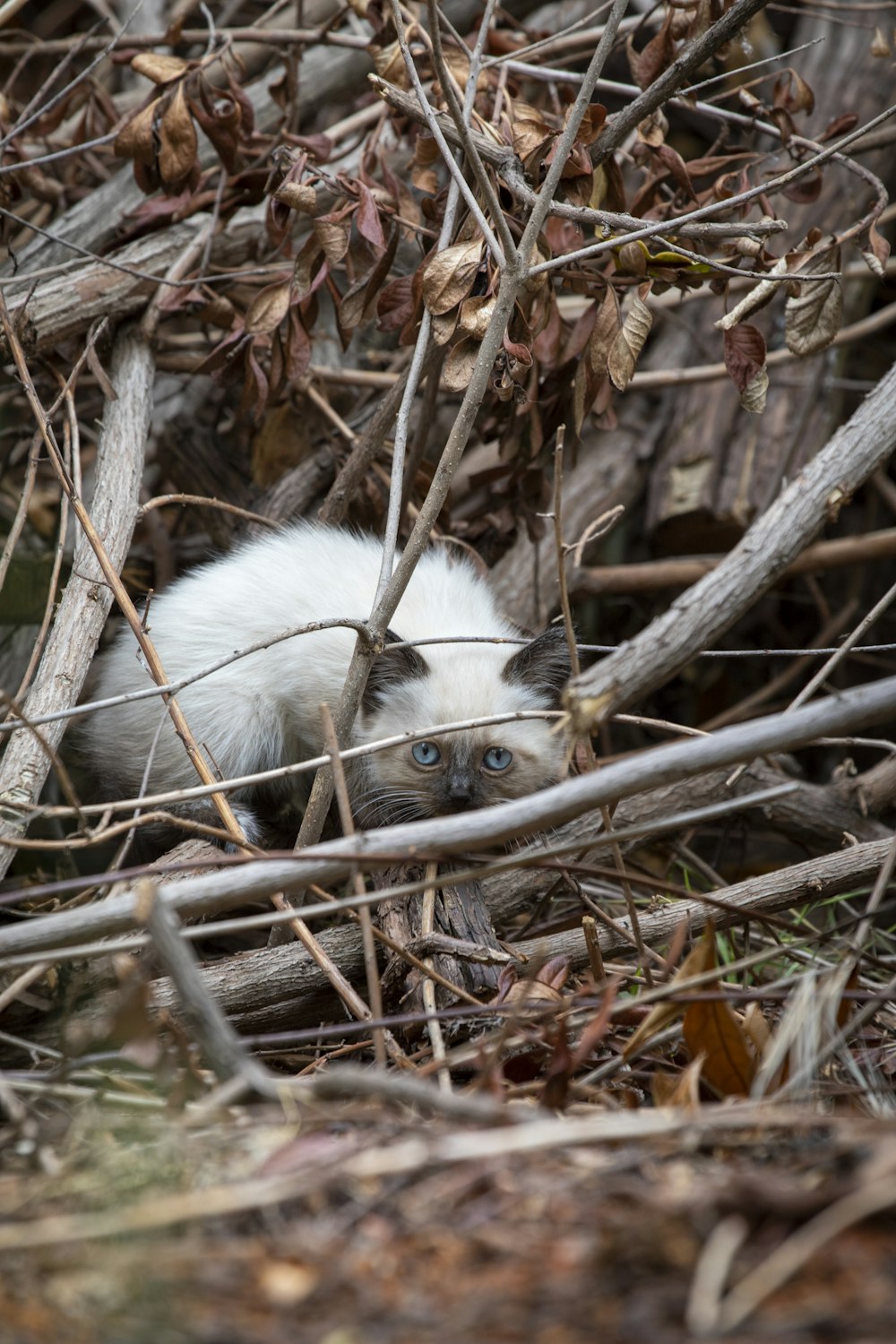 Himalayan kitten under branches