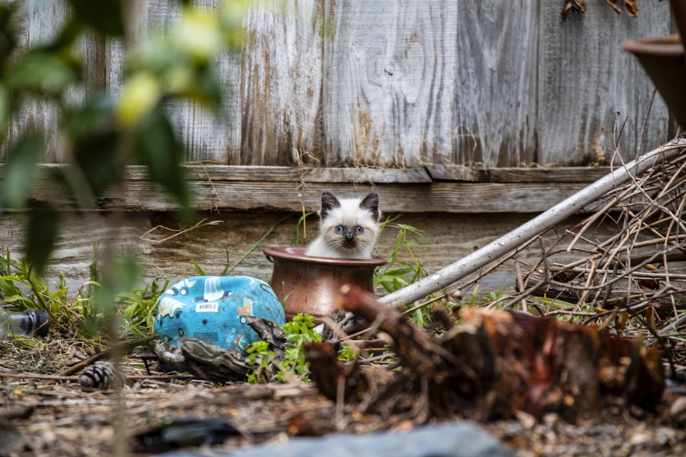 cat in brown vase