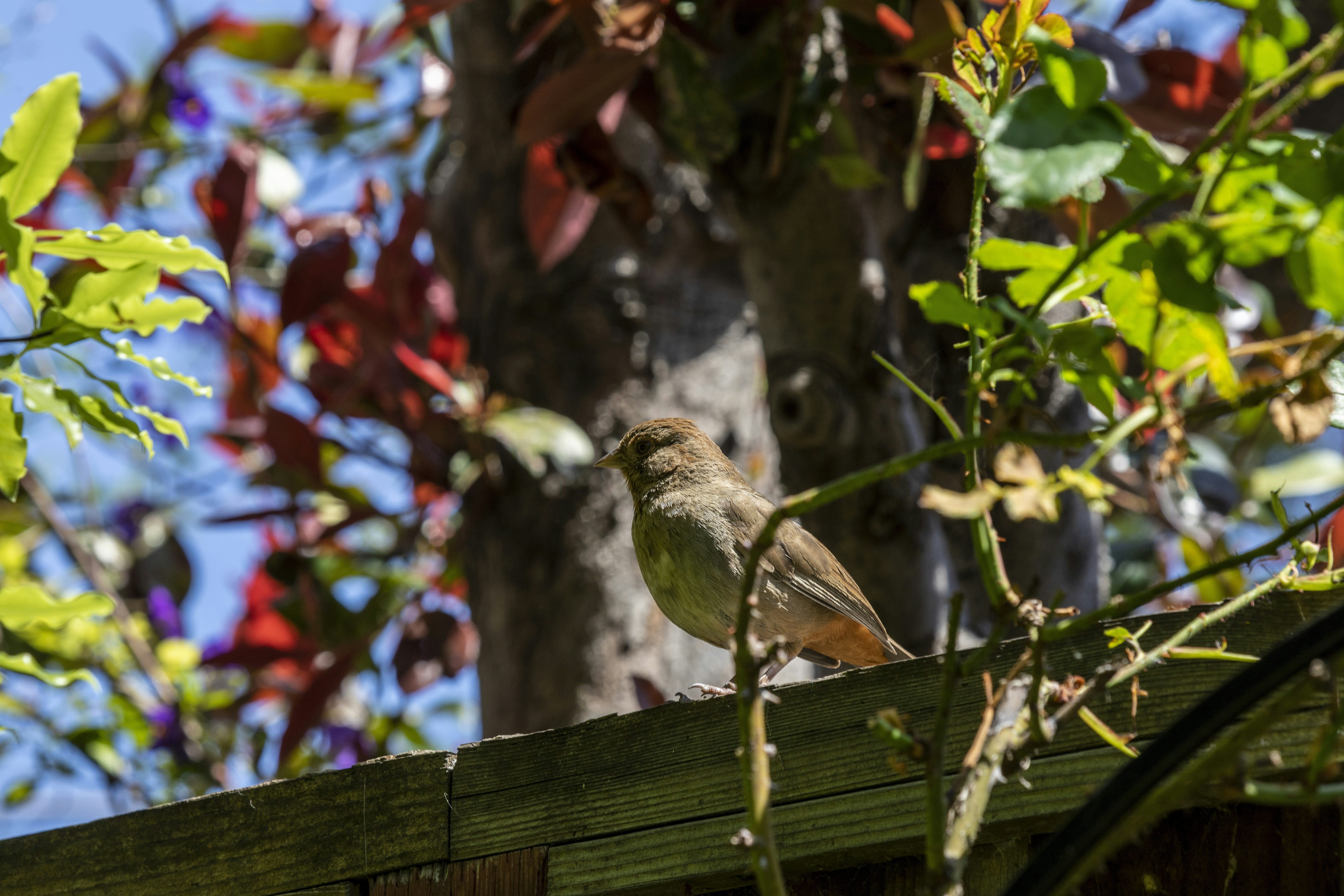 Photographie sélective de l’ours brun perché sur une branche d’arbre