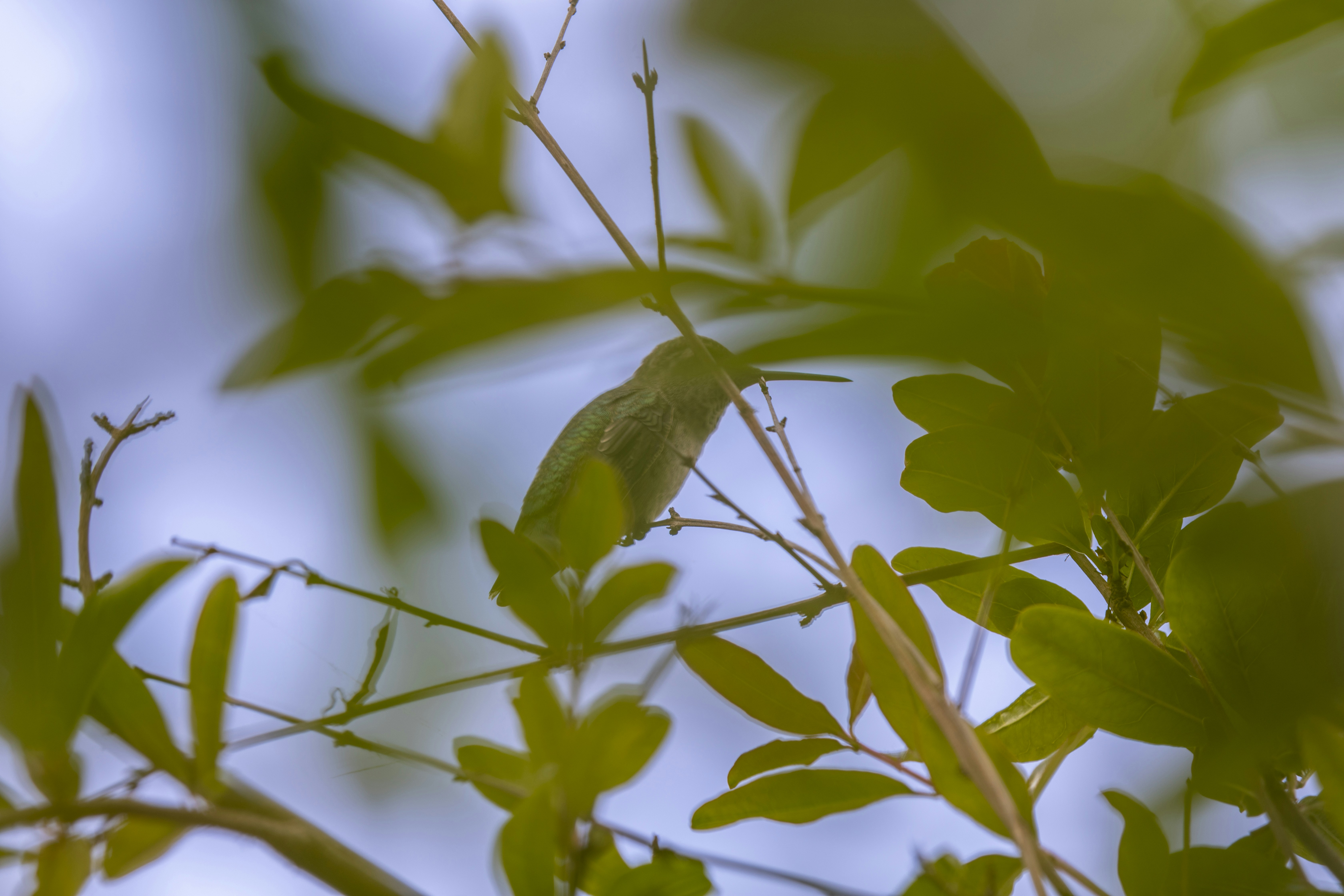 Photographie en gros plan d’une plante à feuilles vertes