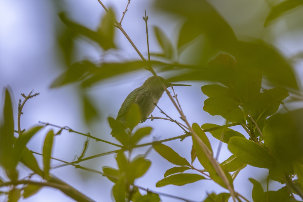 closeup photography of green-leafed plant