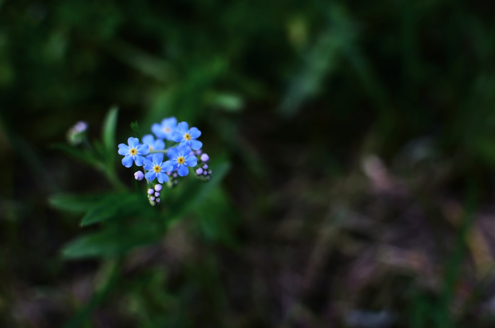 selective focus photo of blue flower