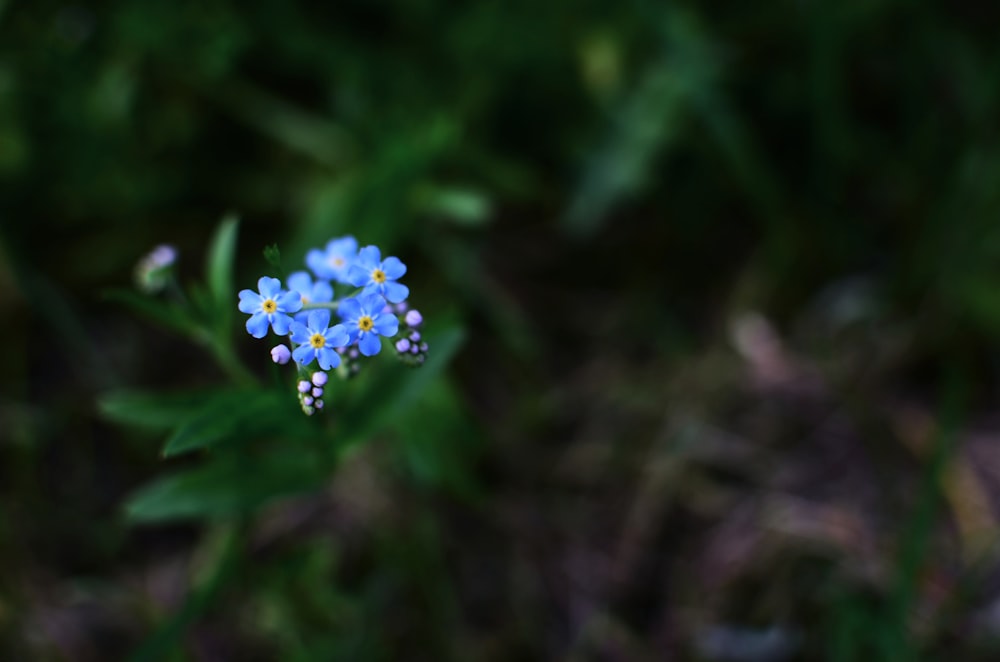 Selektives Fokusfoto der blauen Blume