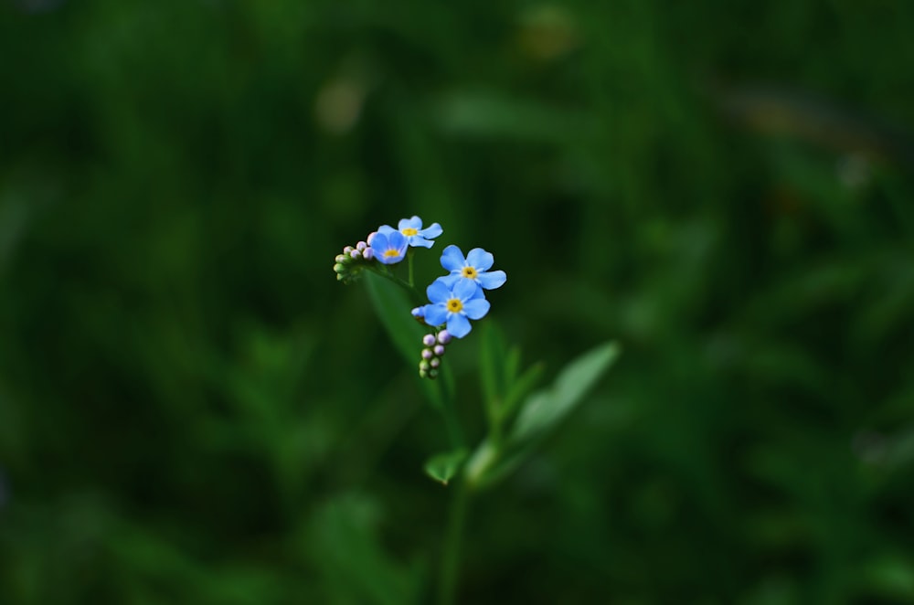 purple petaled flowers