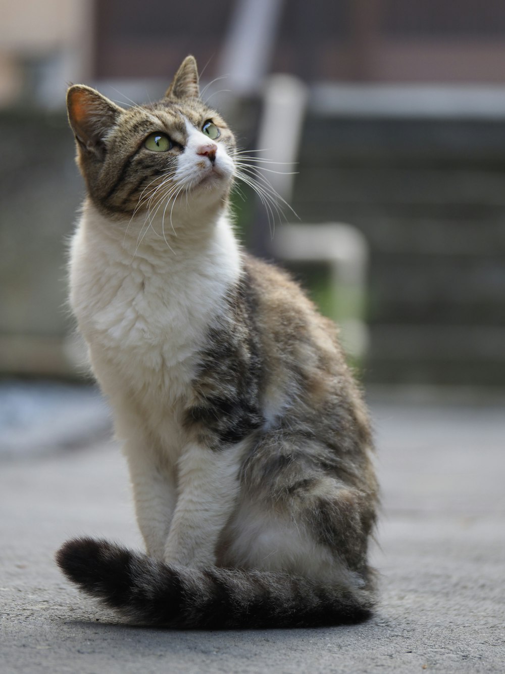 brown and white tabby cat