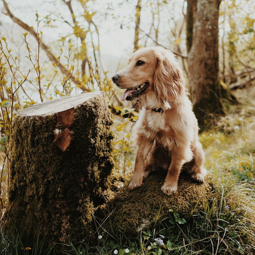 Cucciolo dorato del retriever che si siede accanto al tronco