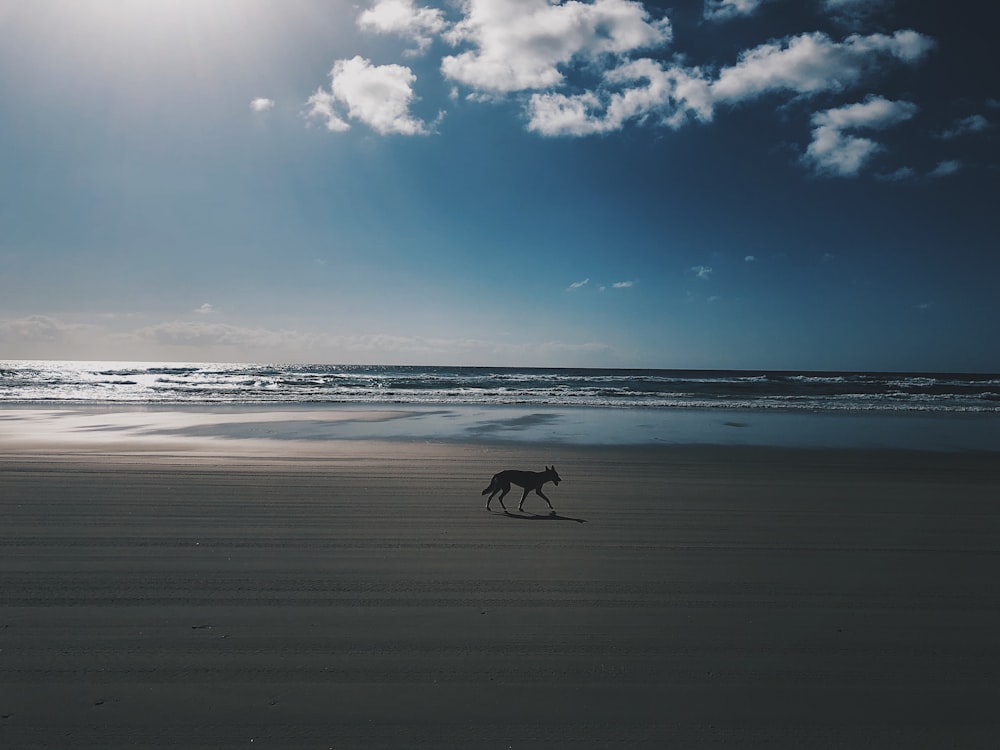 silhouette photo of dog