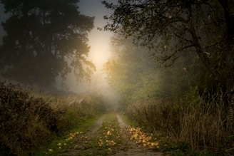 dirt road between green trees during daytime