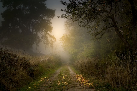 dirt road between green trees during daytime