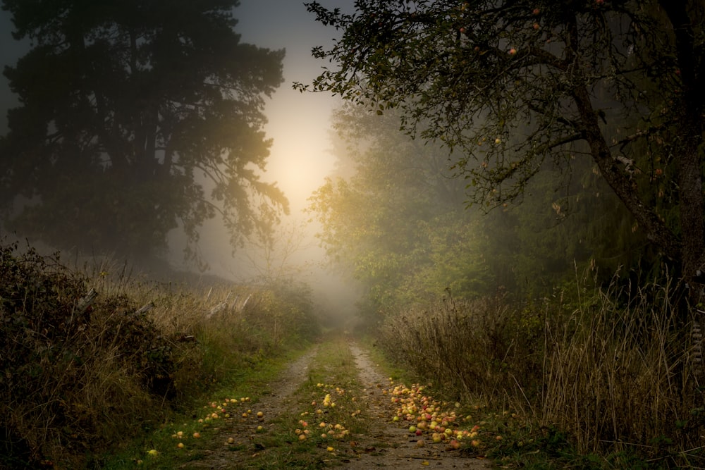 dirt road between green trees during daytime