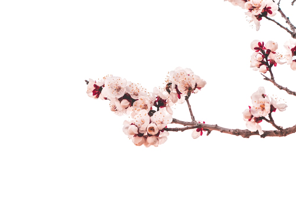 flores de cerezo rosa en flor