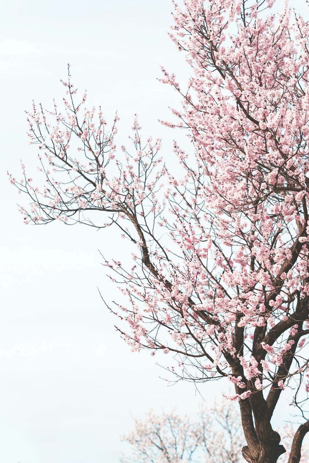 blooming pink cherry blossoms