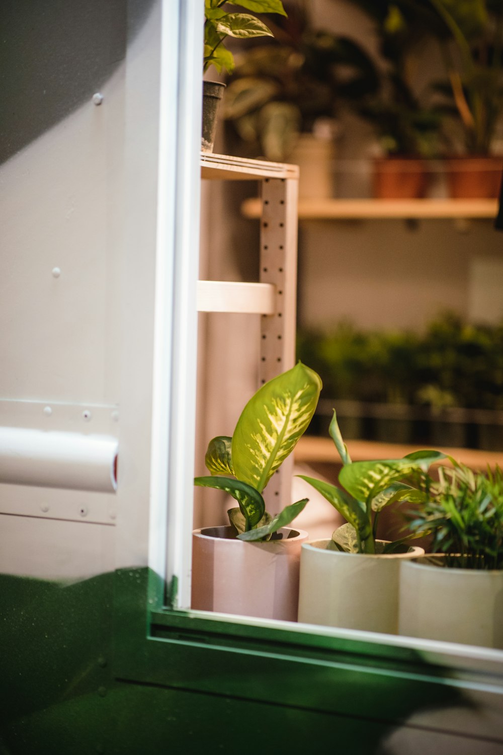 green dumb cane with white planters inside room