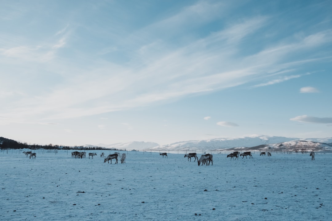 landscape photography of animals on a snow-covered field during daytime
