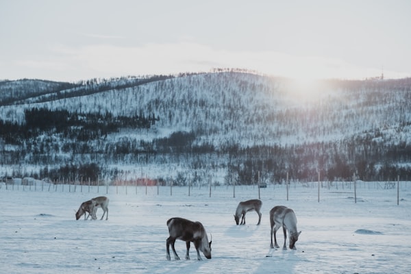 A group of reindeer grazing in a wintery landscape.