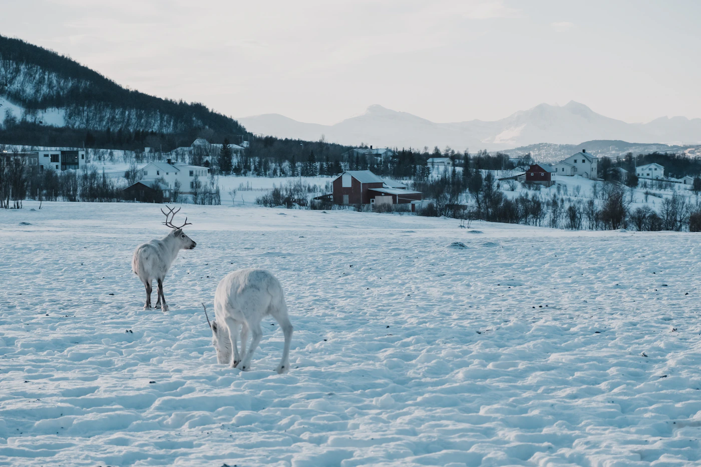 White reindeer in the snow near Tromsø