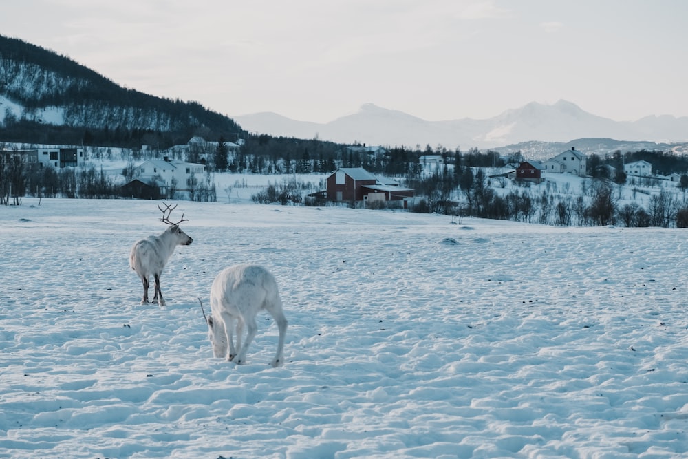 two white snow deers