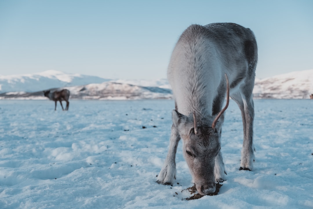 gray donkey standing on ground filled with snow
