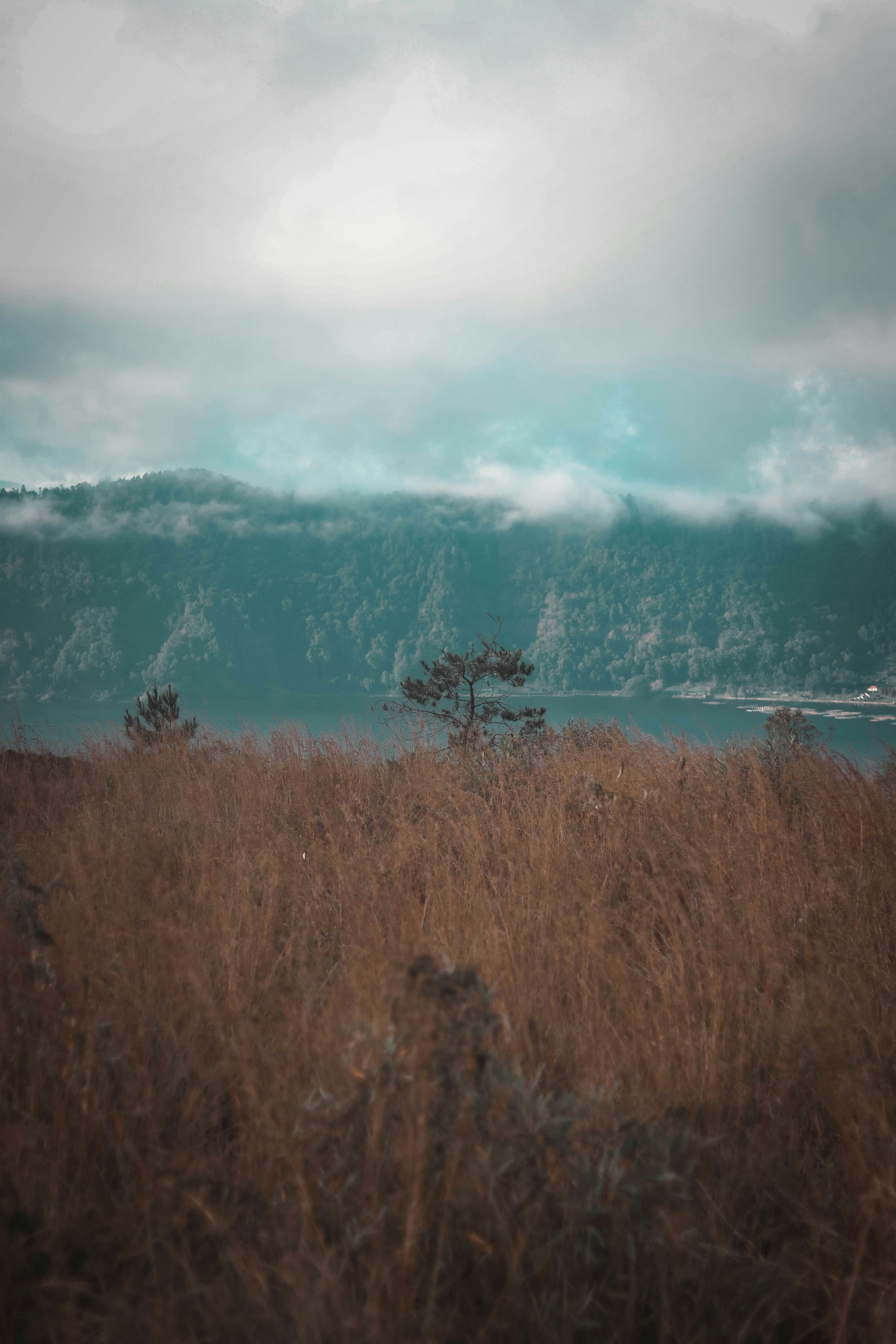 brown grass field under gray sky