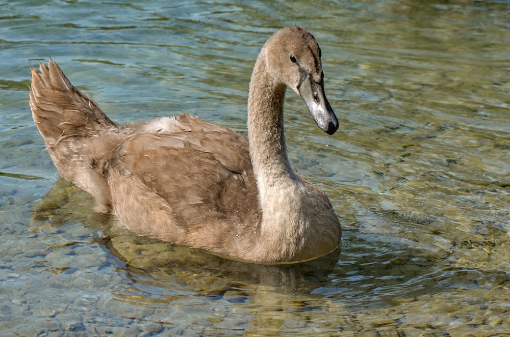 brown duck on body of water photo