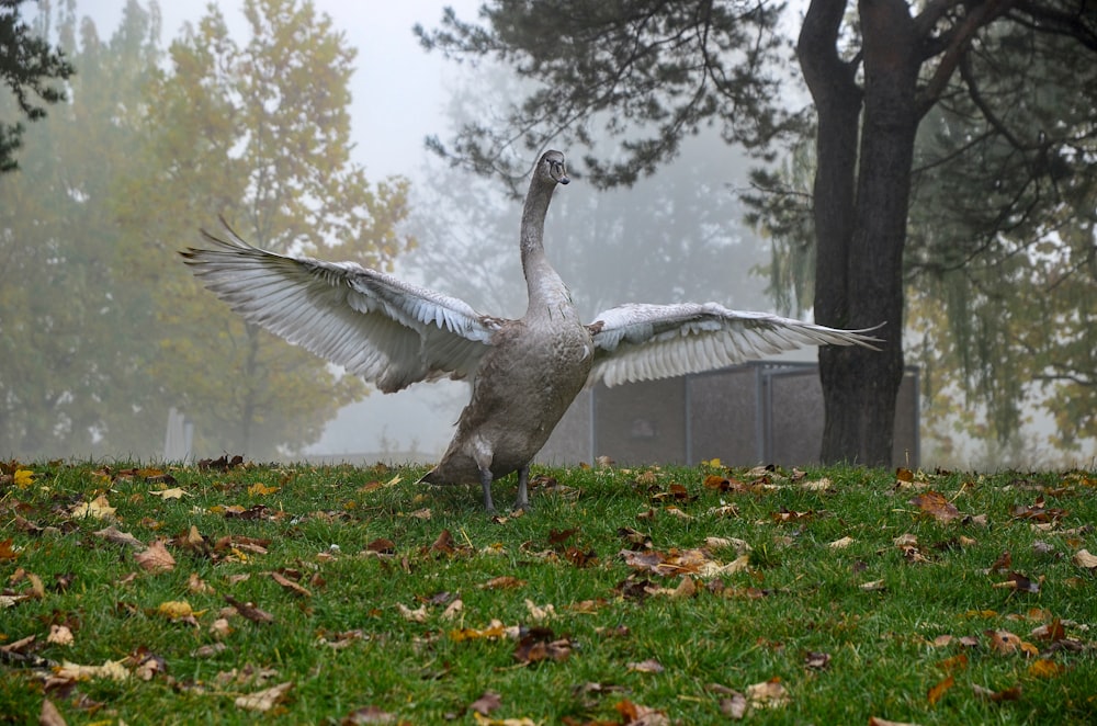 cisne gris sobre hierba verde