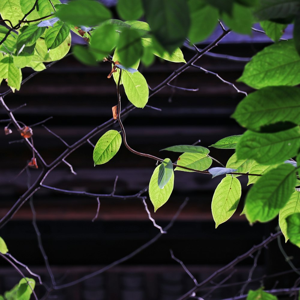 a branch with green leaves and a building in the background