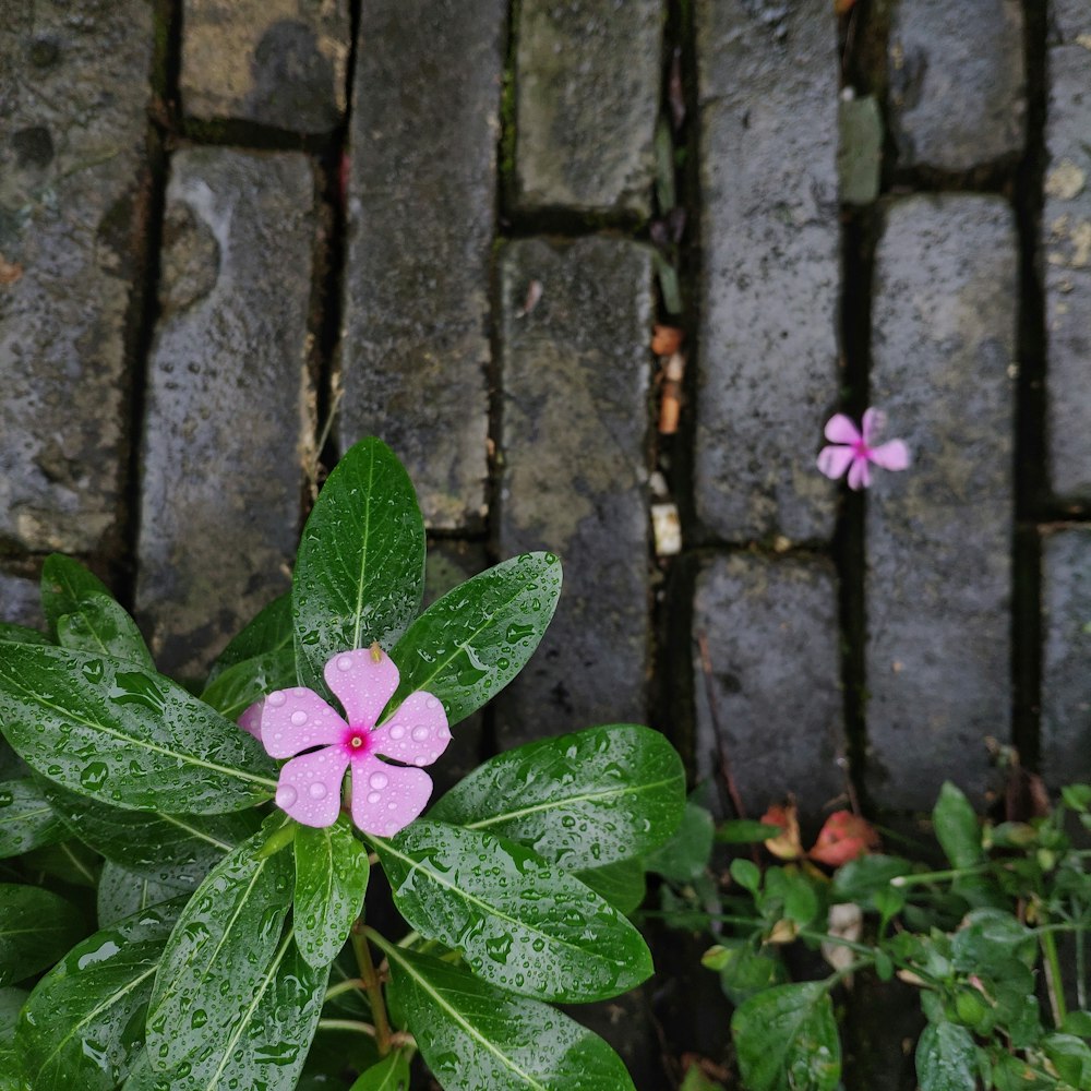 Tautropfen auf rosa Blütenblättern und Blättern
