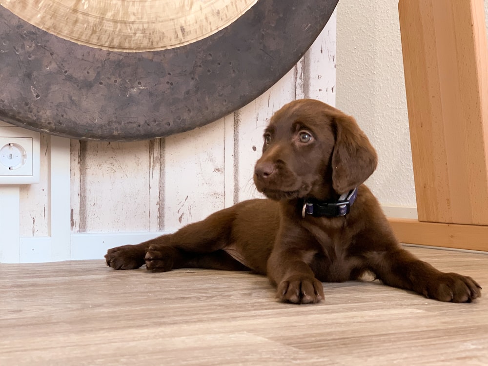 cachorro de labrador retriever chocolate