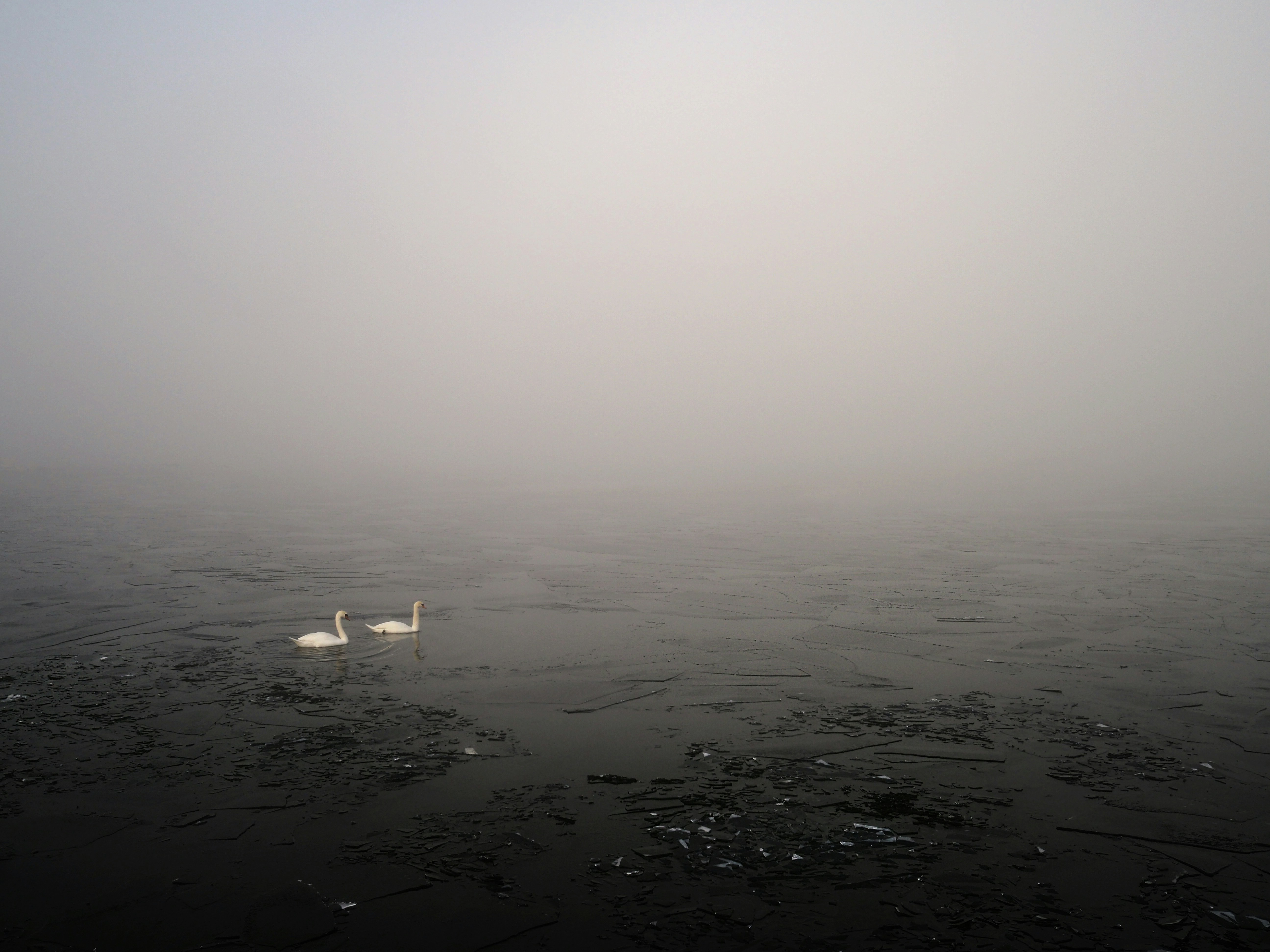 two white swans