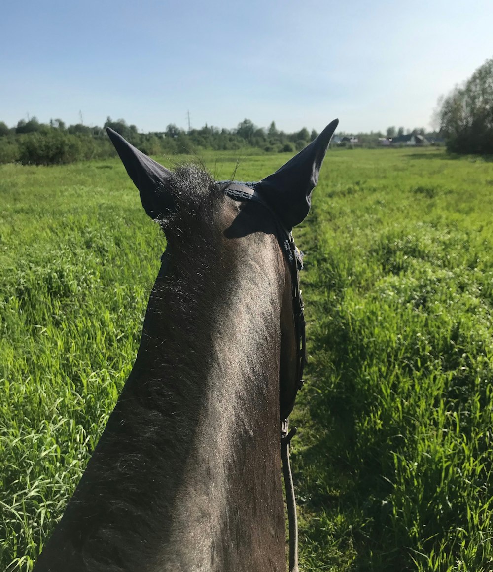 black horse walking on grass field