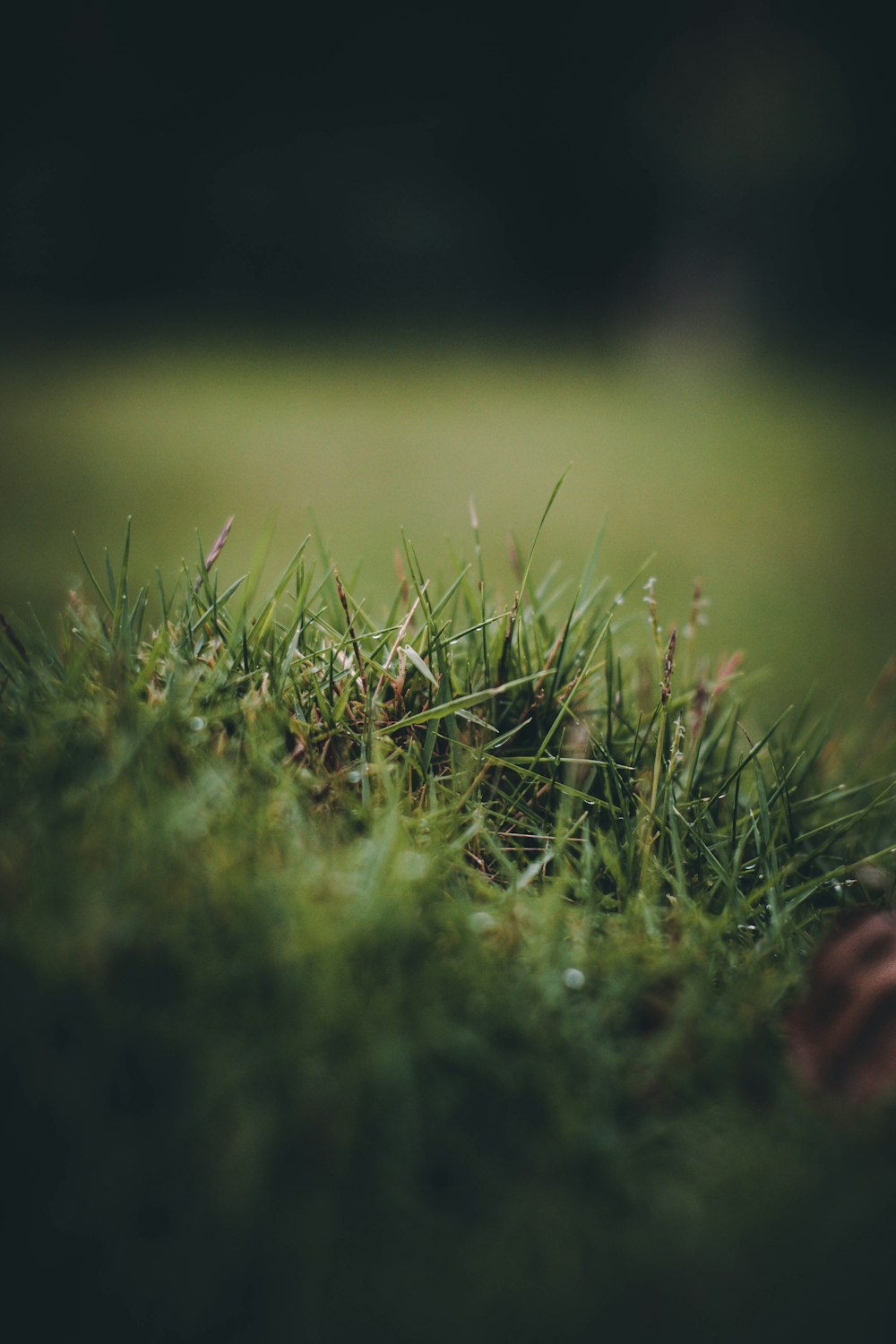 fotografia de foco seletivo de grama verde