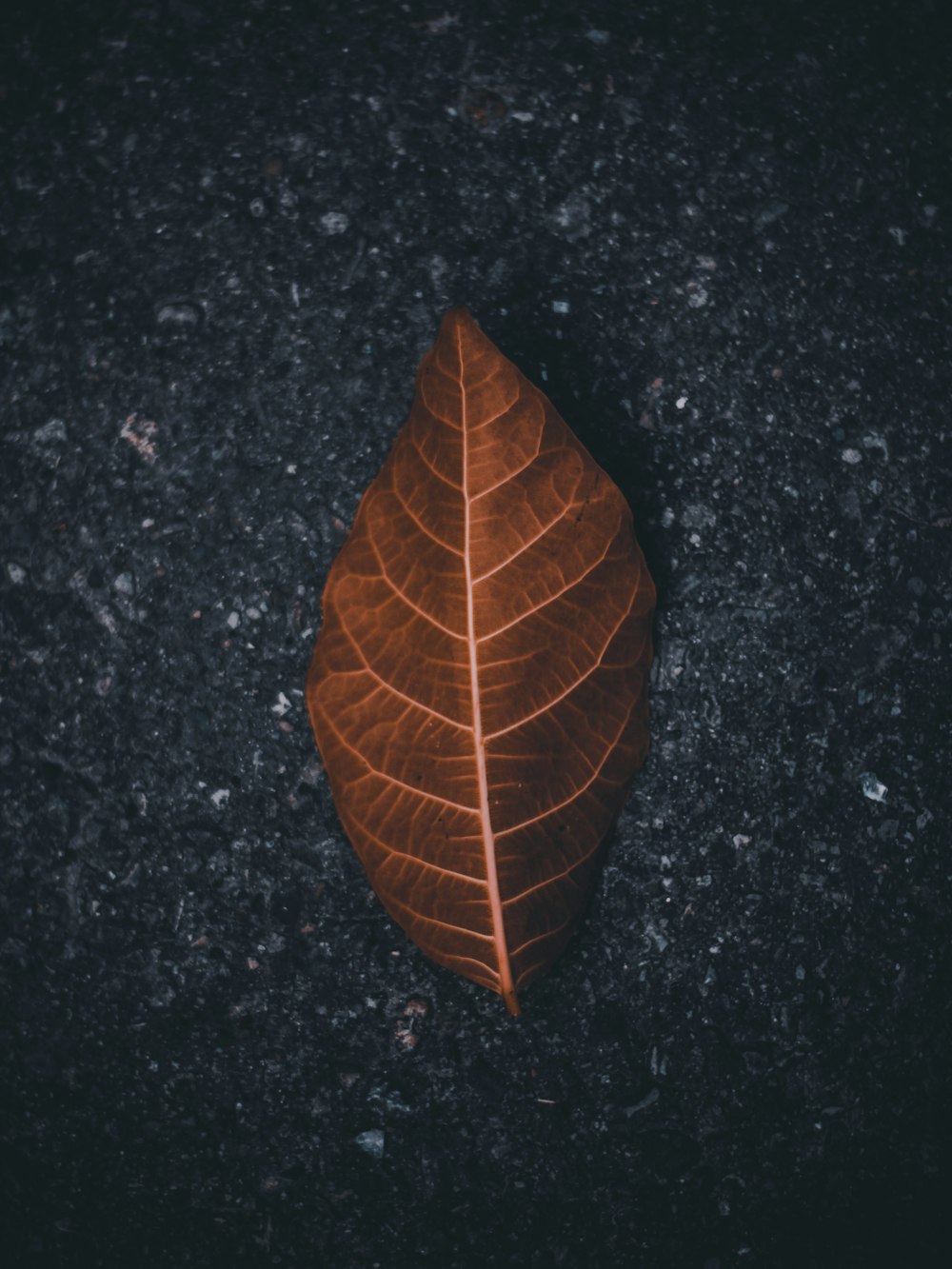 brown leaf on ground